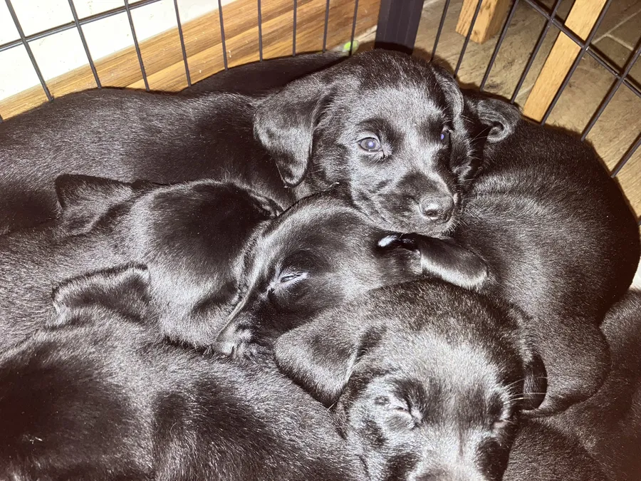 Exceptional working bred Black Labrador puppies