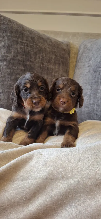 Kc reg working cocker puppies