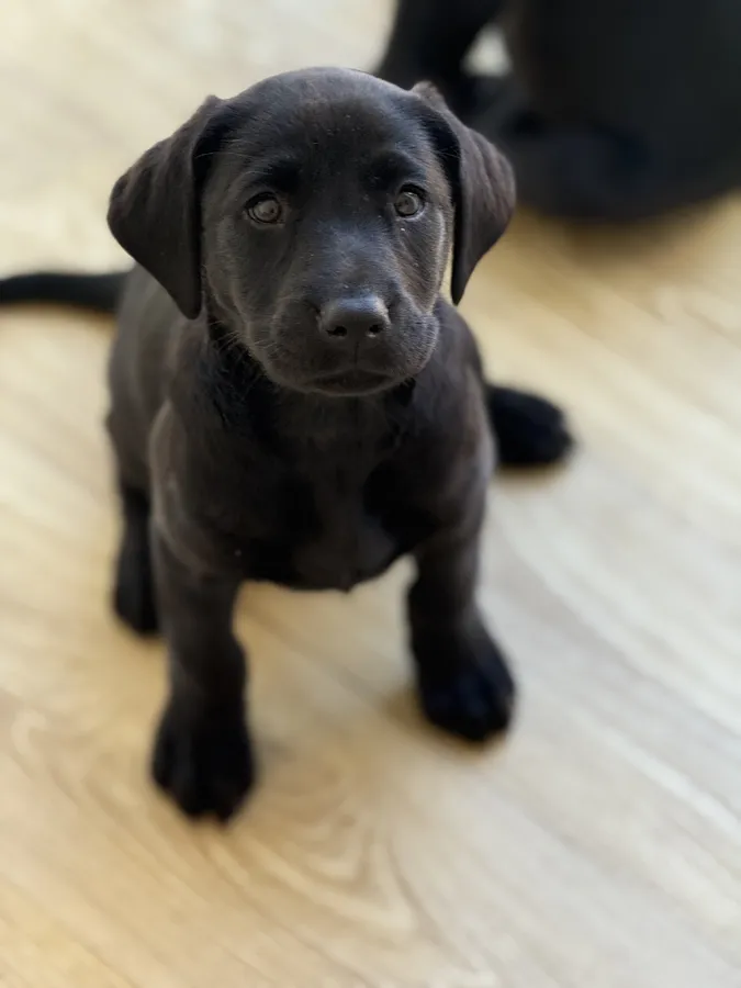 Ftch sired Dog Pups ready now