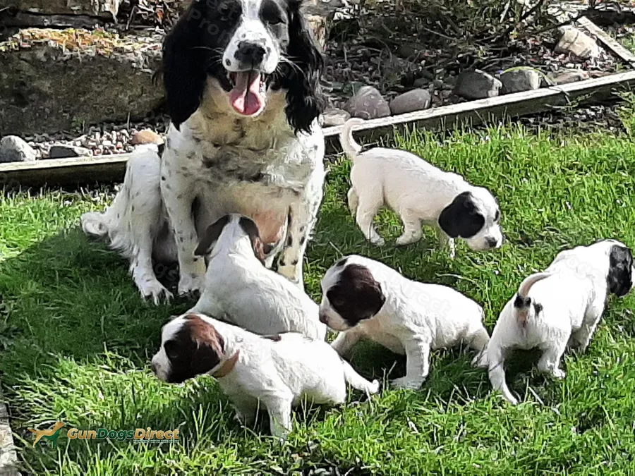 Lively springer spaniel pups