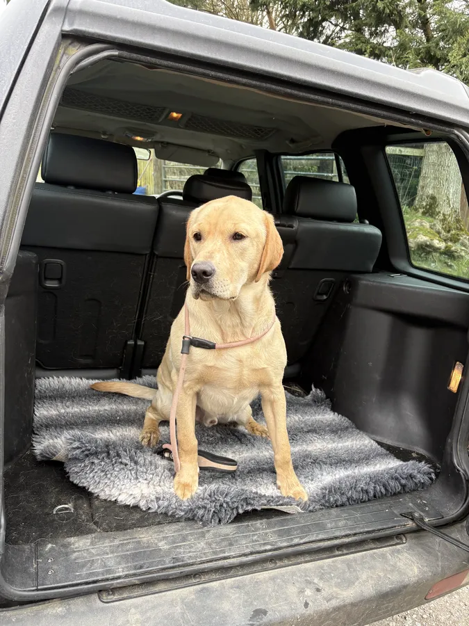 8 month old male make great pet or working dog