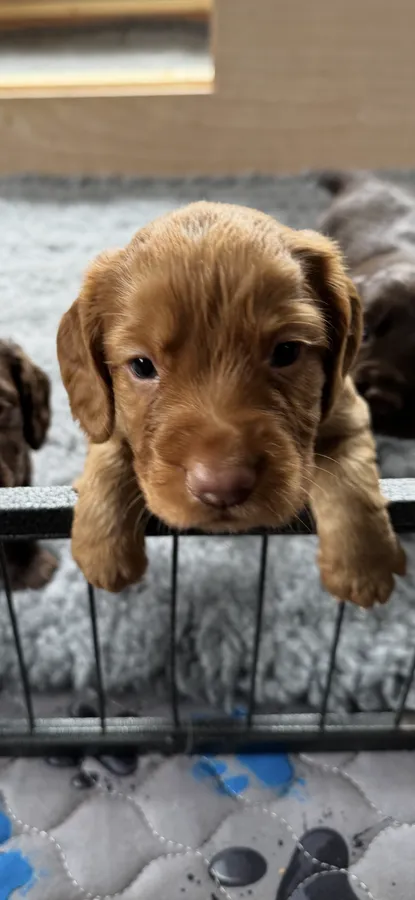 KC Registered Working Cocker Spaniels Puppies
