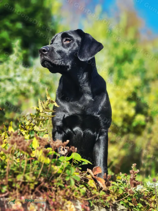 Proven KC Labrador stud