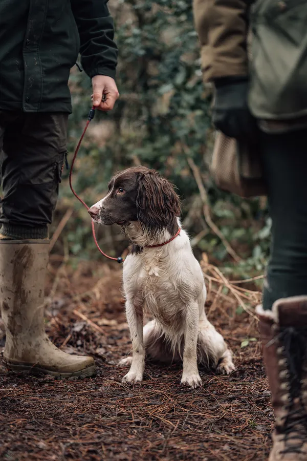 Gun Dogs For Sale UK - Labradors, Cockers, Springers & More
