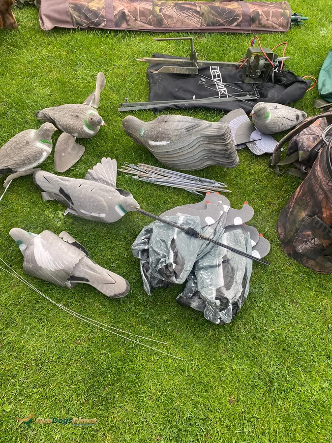 Pigeon shooting