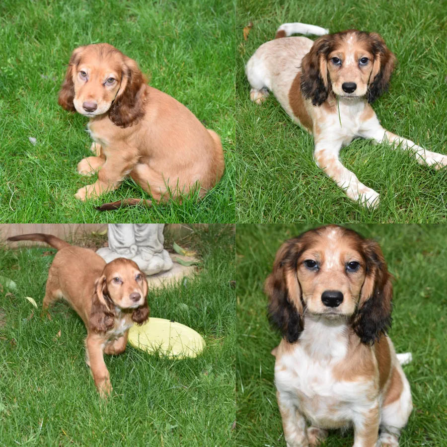 Kc Reg Cocker Spaniel Puppies Available