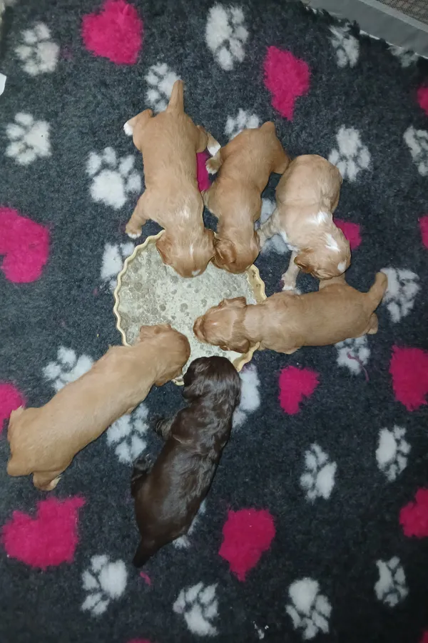 Gorgeous Golden Working Cocker Spaniel Puppies