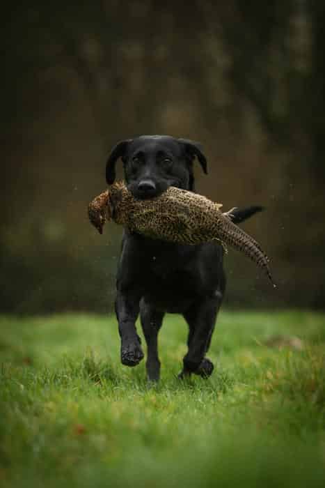 Health Tested KC Registered Black Labrador at Stud