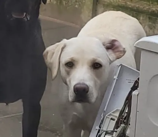 KC reg Labrador bitch