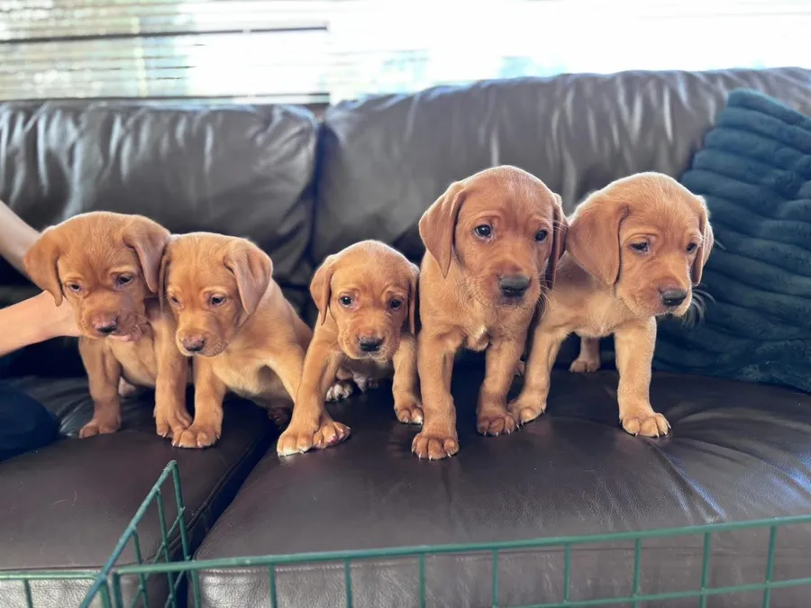 Labrador Retriever Puppies available from mid Oct