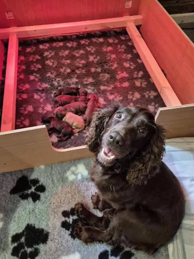 4 chocolate working cocker spaniels boys