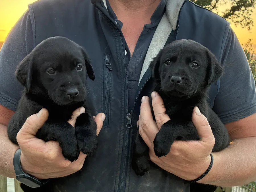 5 Star Council Registered Breeder Pups