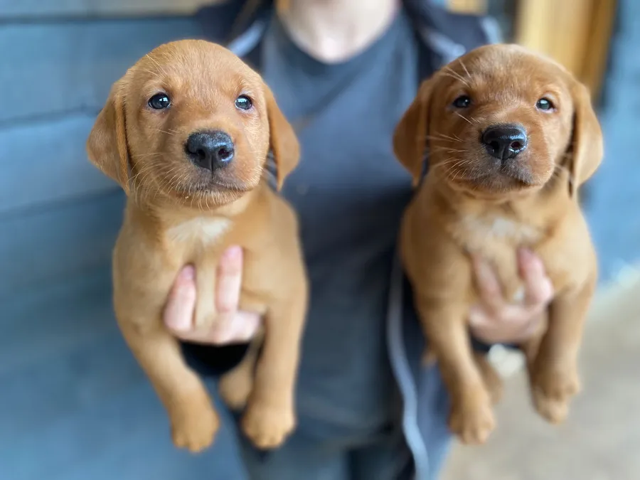 Fox red chunky playful labrador puppies-health tested parents