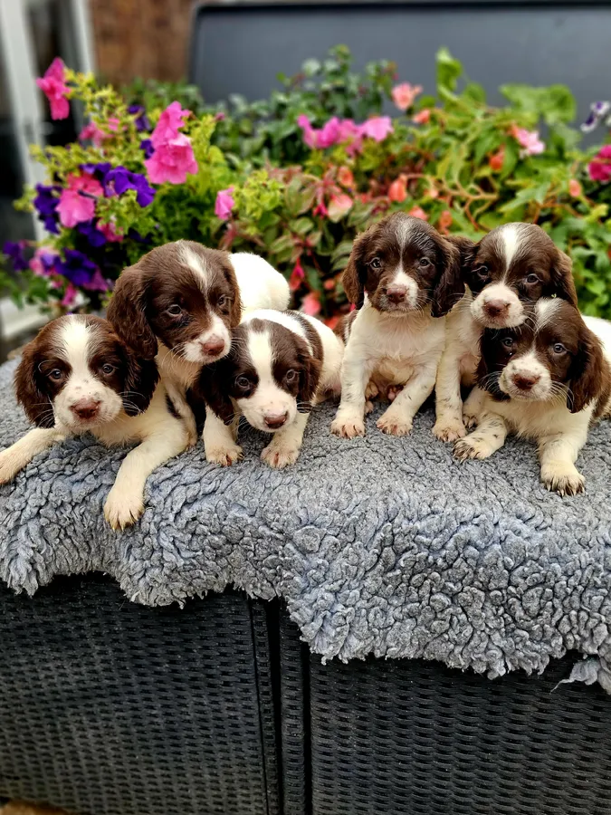 KC REGISTERED PUPS