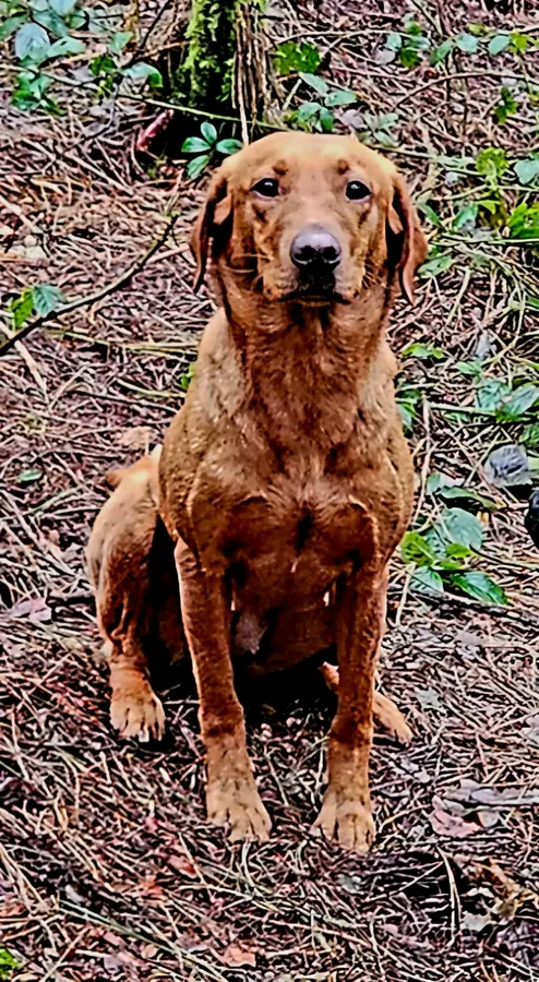 Fox red labrador