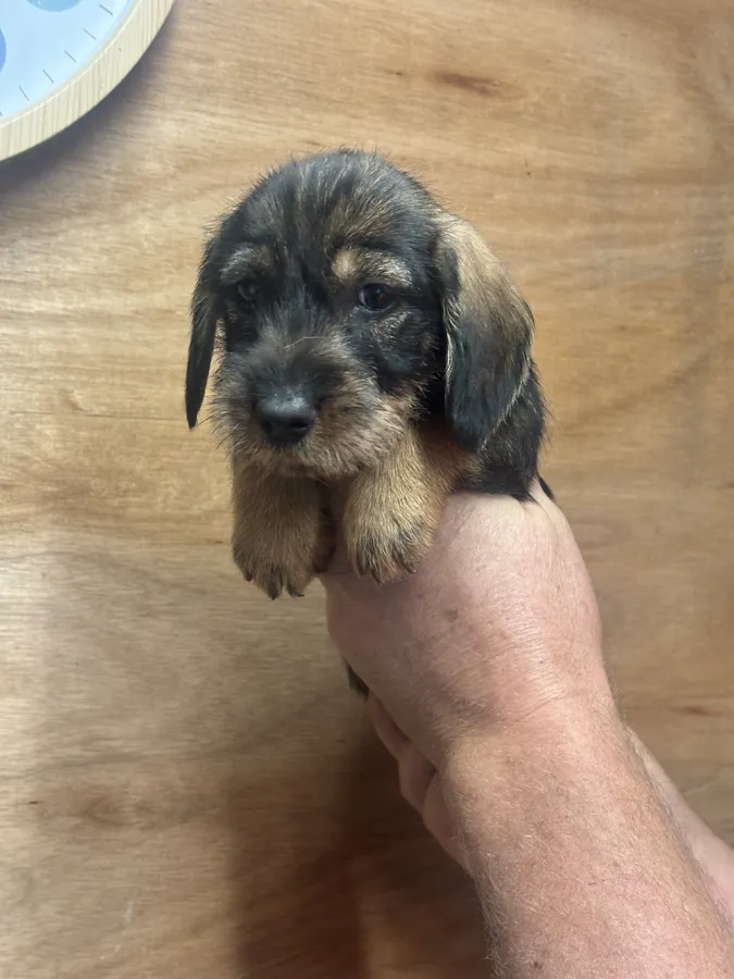 Teckel pups