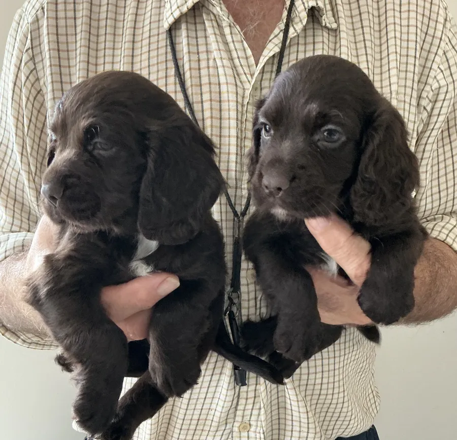 Working cocker spaniel puppies