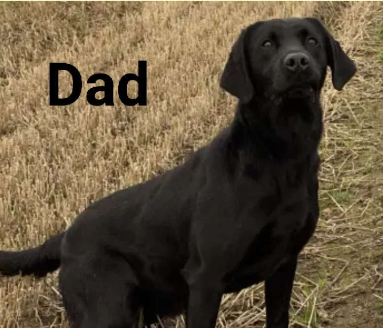 Labrador puppies KC Reg