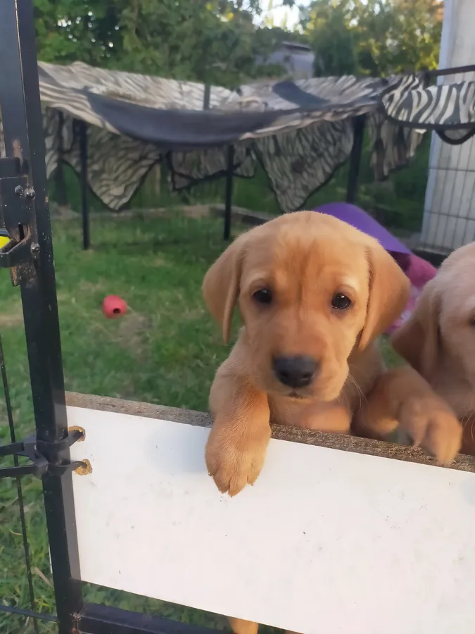 Puppies