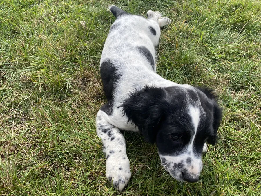Springer pups