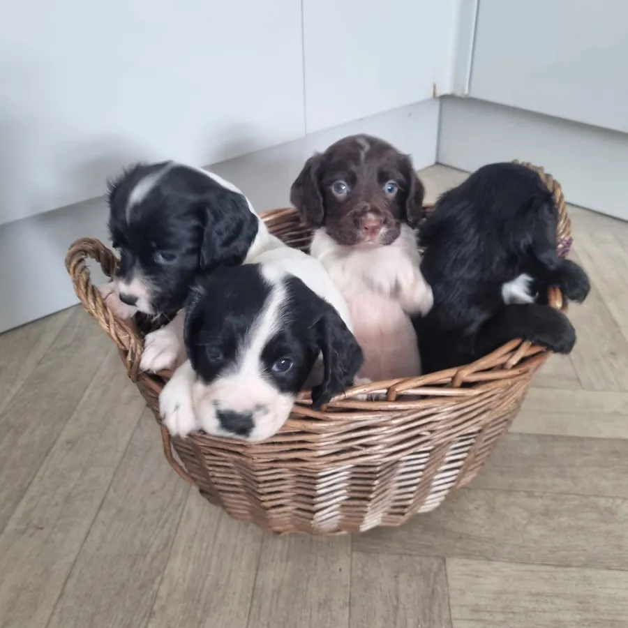 Fantastic working cocker pups
