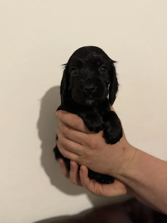 Working cocker spaniel puppies KC registered