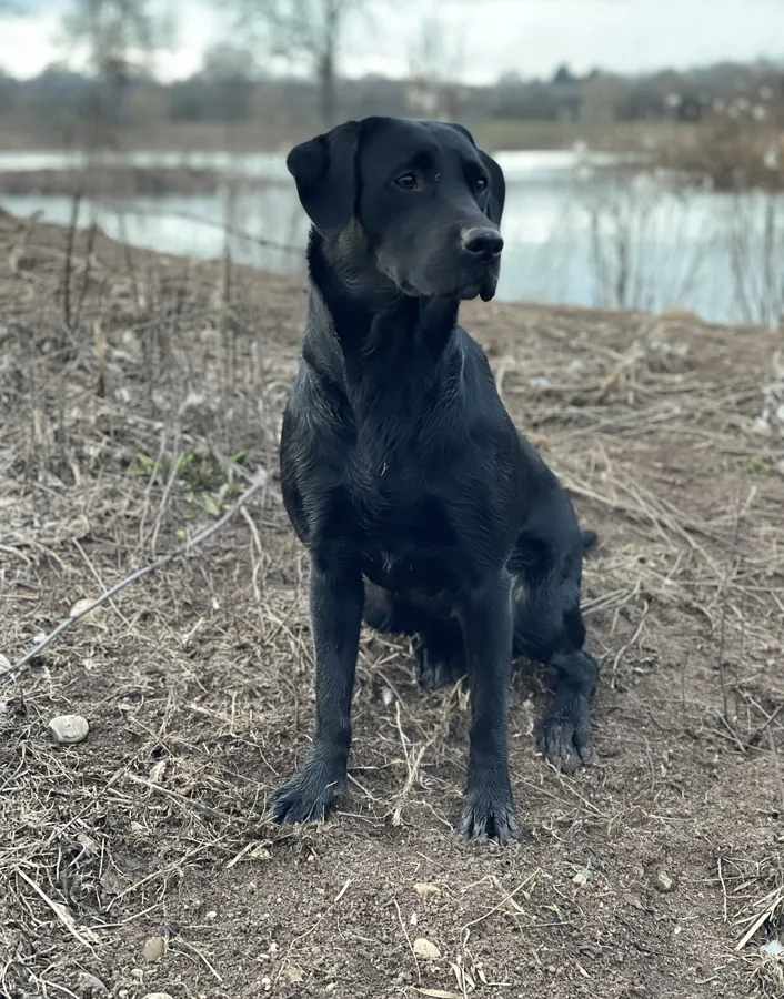 8 gorgeous black lab puppies