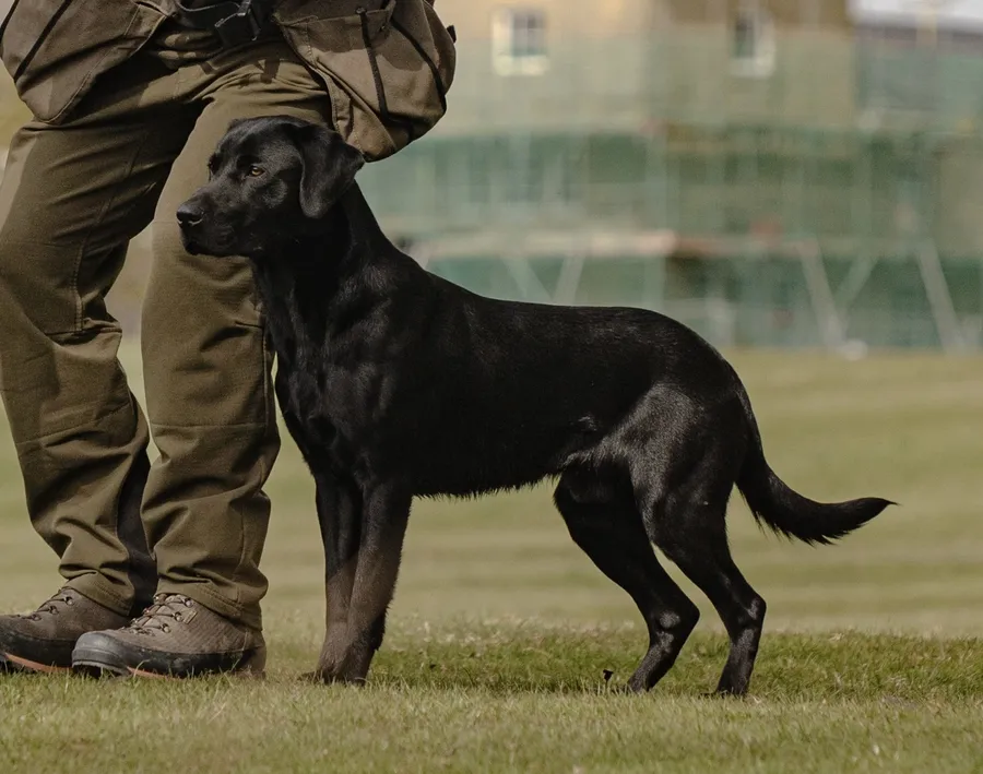 FULL KC Health Tested stud Hips 3-3 Elbows 0