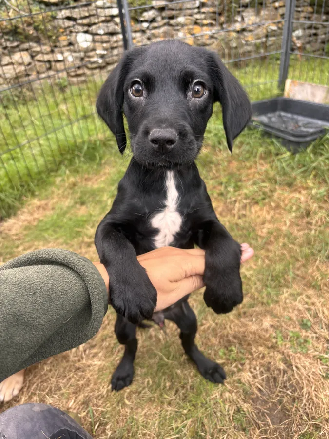 Springerdor Puppies