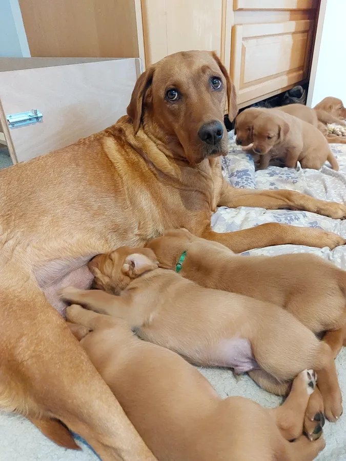 Stunning fox red lab pups working strian