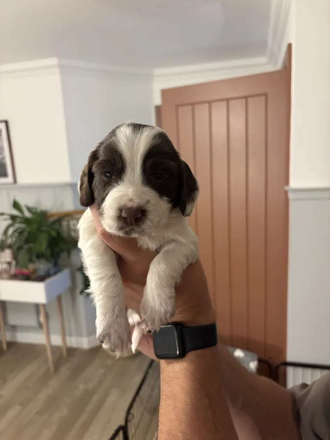 Sprocker Spaniel Puppies