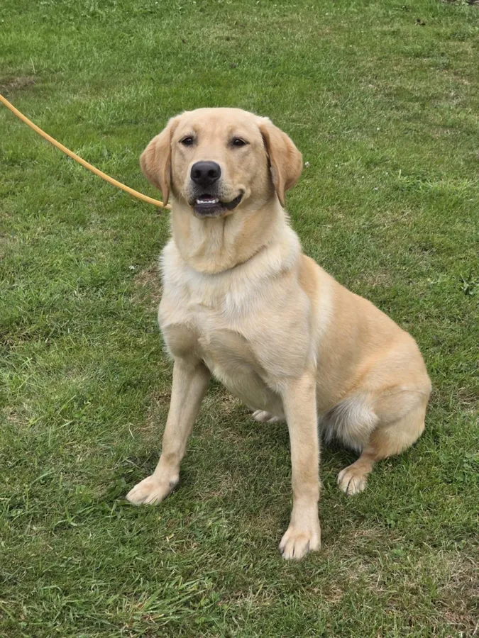 Yellow Labrador Retriever