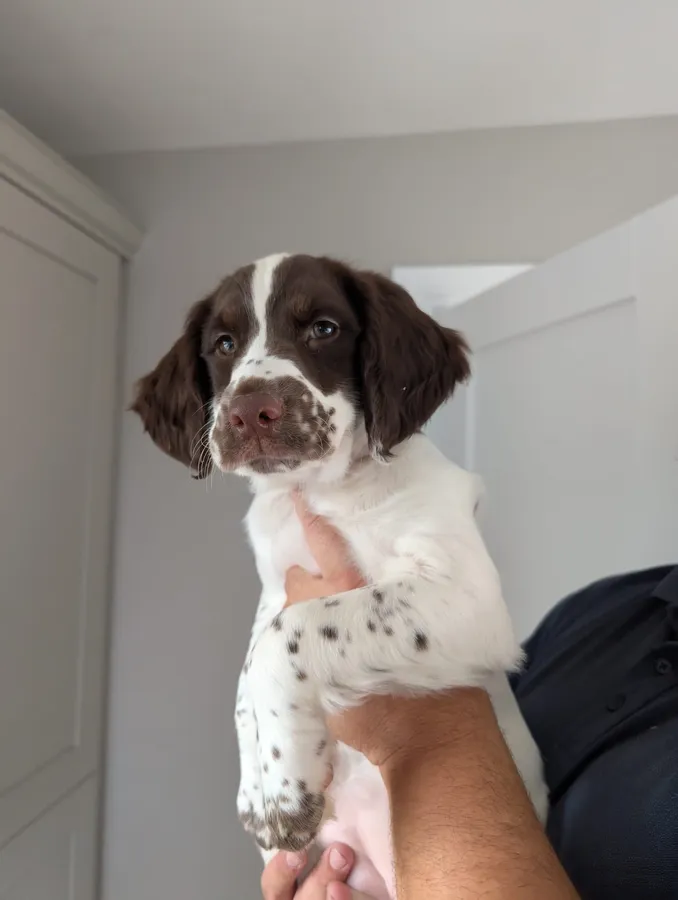 Liver and white springer pups