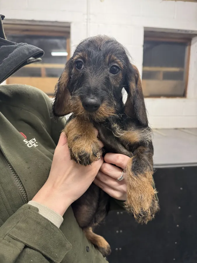 Wirehaired Teckel Bitches