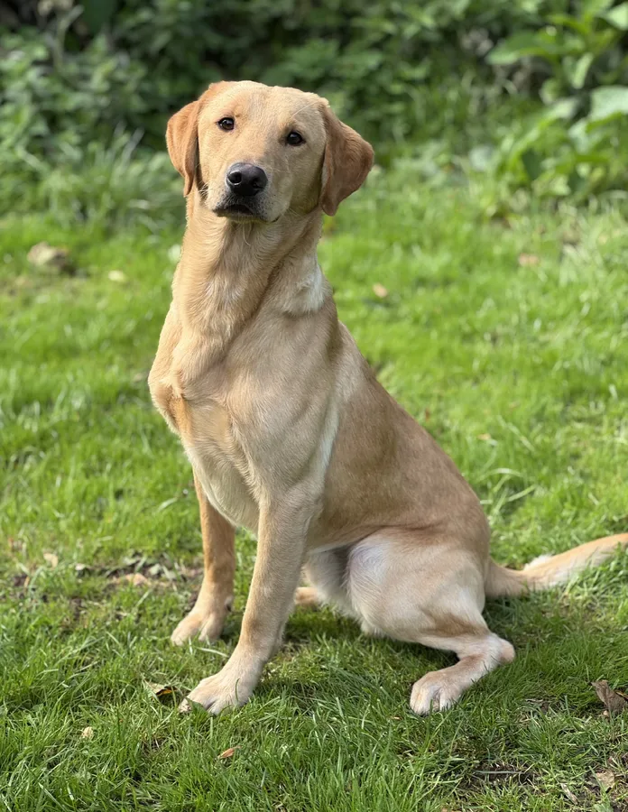 Stunning Strong build 3-4 trained Labrador dog-hereditary clear