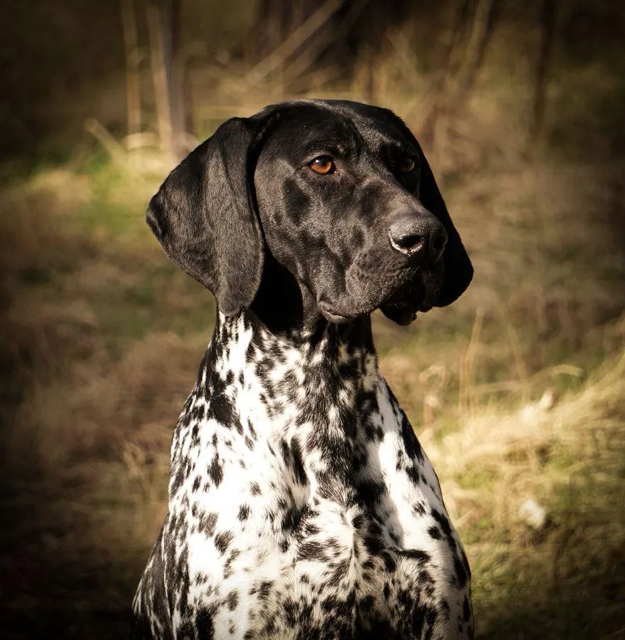 Exceptional GSP for stud