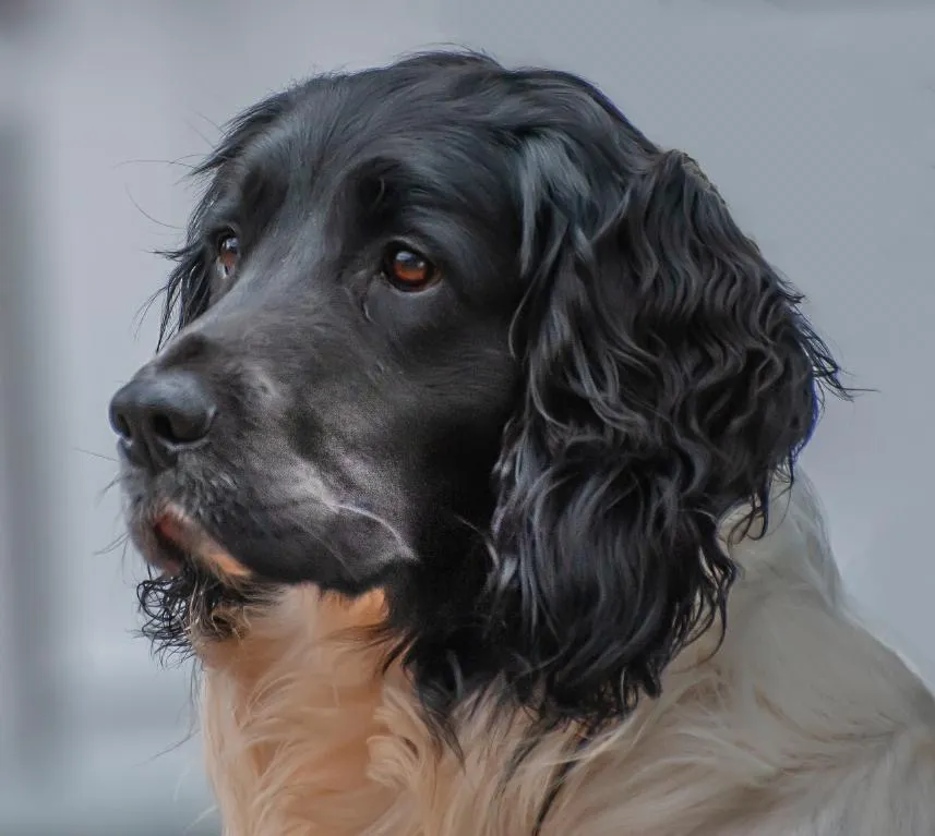 Traditional old fashioned well proven stud dog