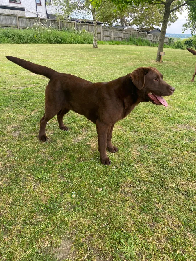 Labrador I dont do much Shooting