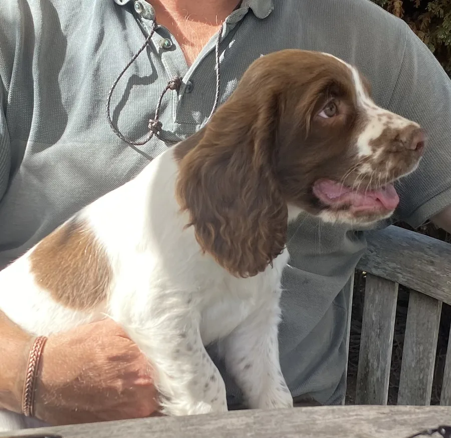 Pup 1