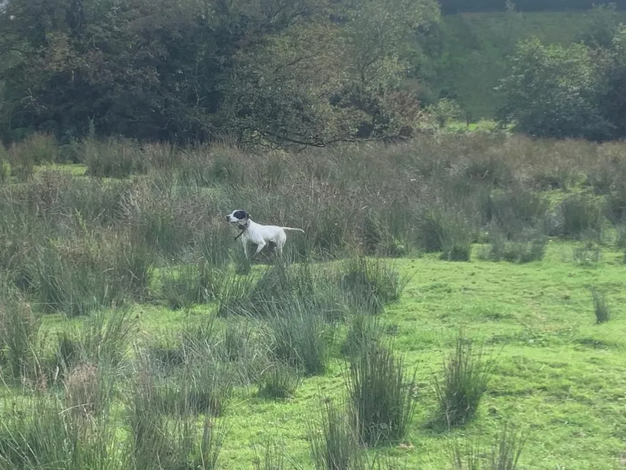 Swifan English Pointer Puppies