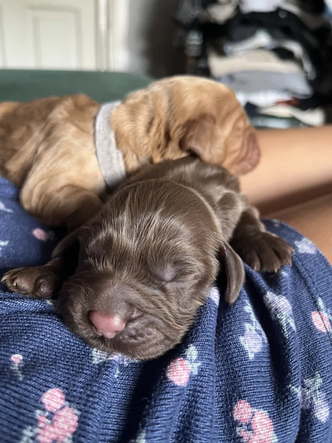 KC registered Working Cocker Spaniels