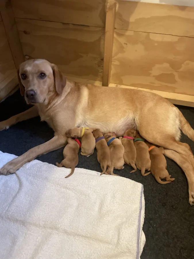 Labrador Retriever Puppies