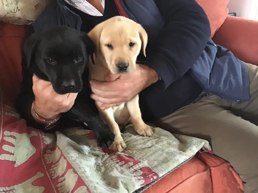 Field Trial Bred Labrador Dog Puppies