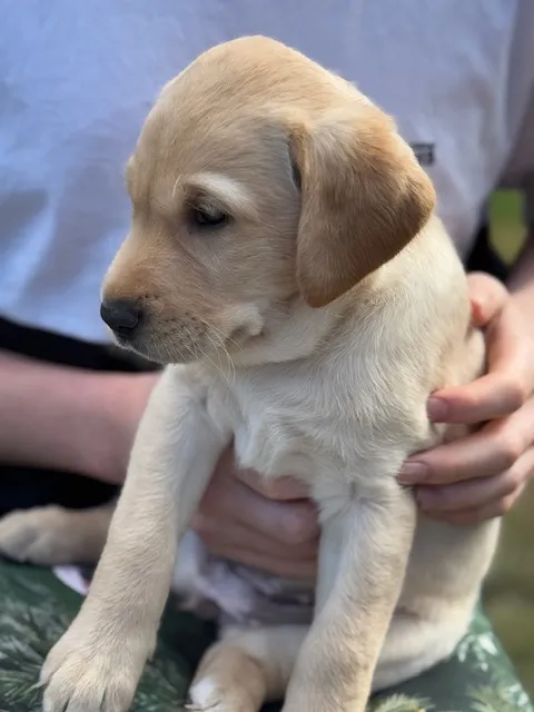 Exceptional Yellow Labrador Puppies bred by a Veterinary Surgeon