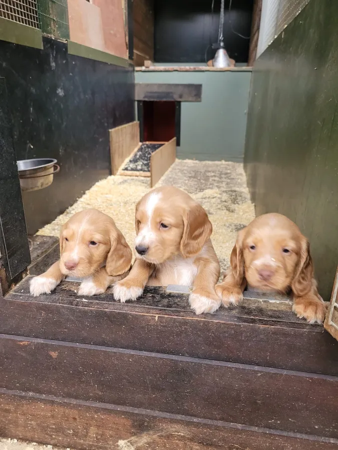 Cocker Pups