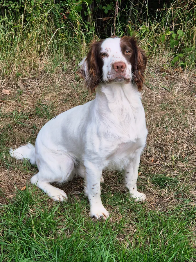4 boy springer spaniels