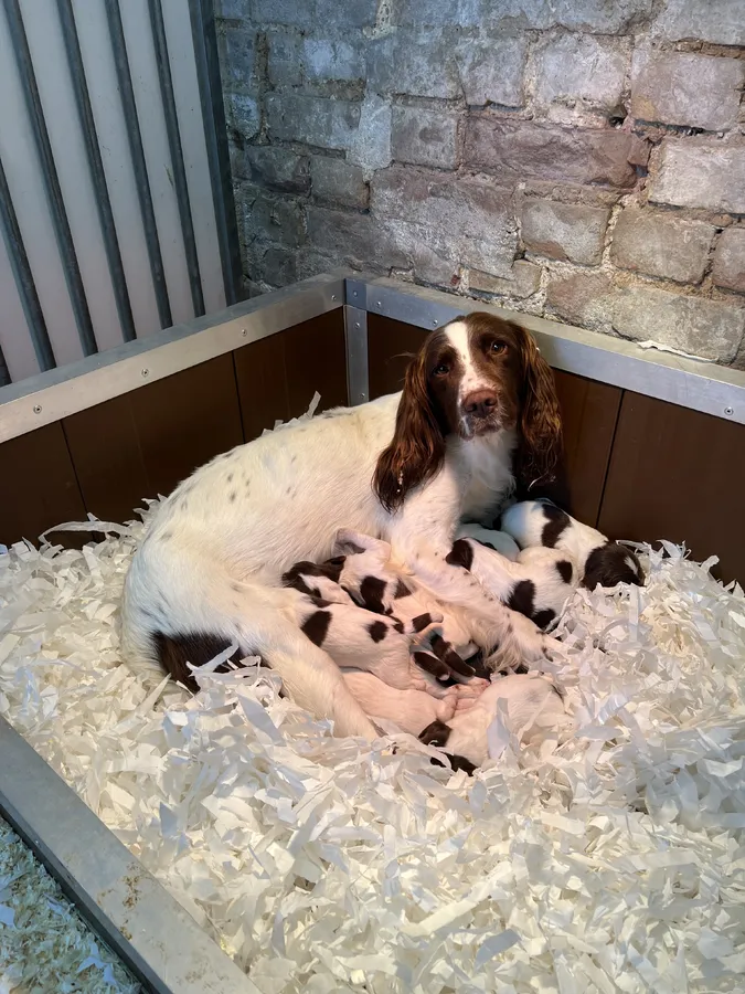 FTCH x OFTAW Springer Spaniel Puppies