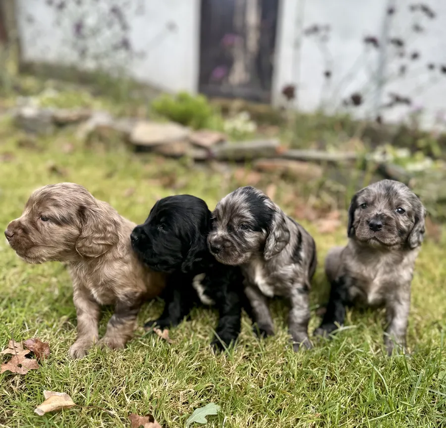 Beautifully marked sprocker puppies