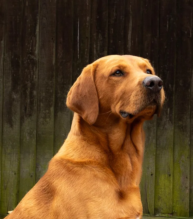 Blackharn Ribble Trevor