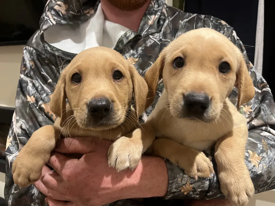 Working Labrador puppies